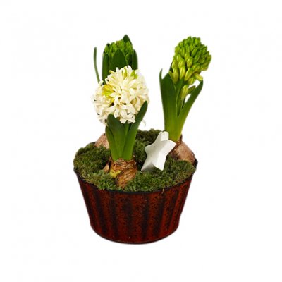 Trippel hyacint - Julblommor - Skicka blommor